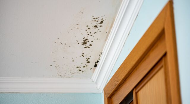 Mold growth damaging a home's ceiling